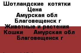 Шотландские  котятки!!!!!! › Цена ­ 5 000 - Амурская обл., Благовещенск г. Животные и растения » Кошки   . Амурская обл.,Благовещенск г.